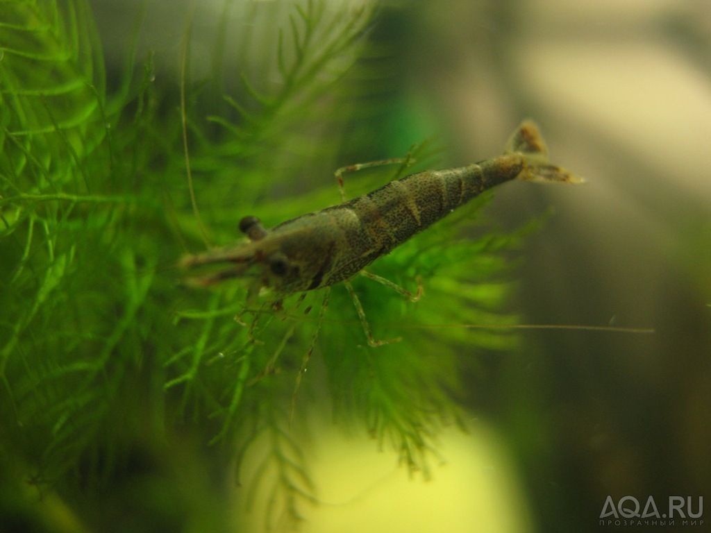 Caridina sulawensis Sp.- Sulawesi Shrimp species