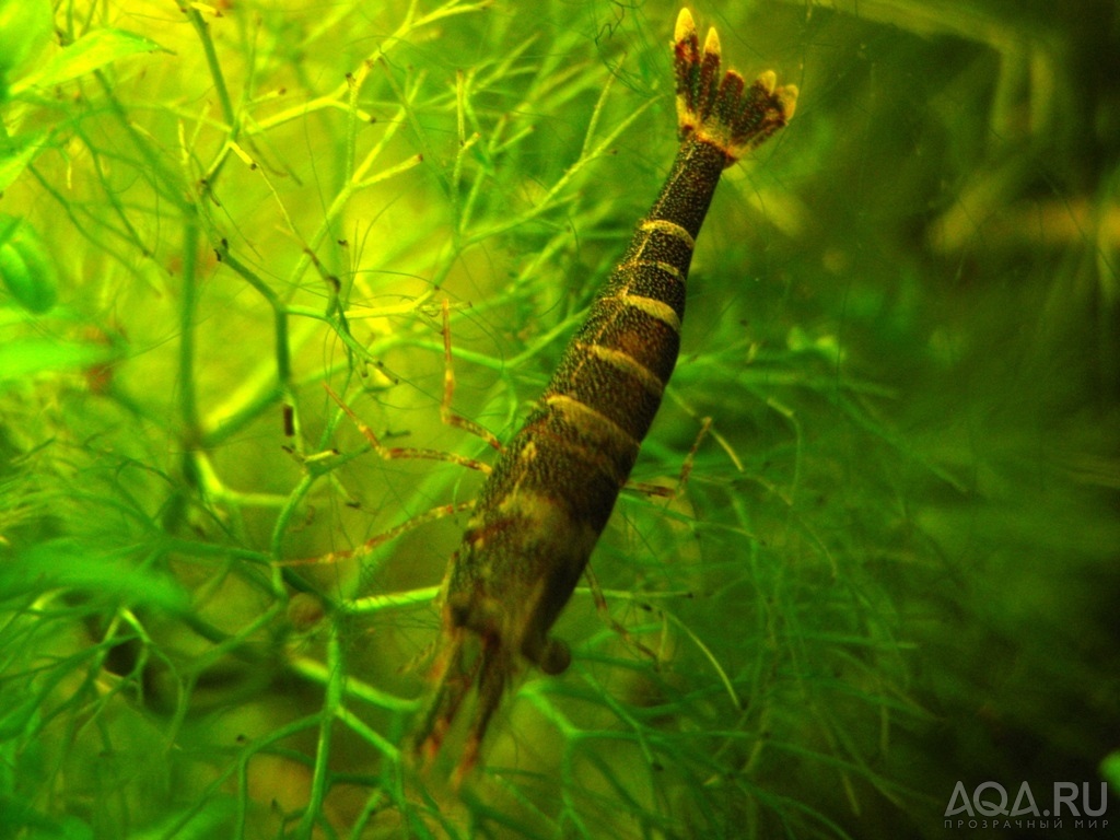 Caridina sulawensis Sp.- Sulawesi Shrimp species