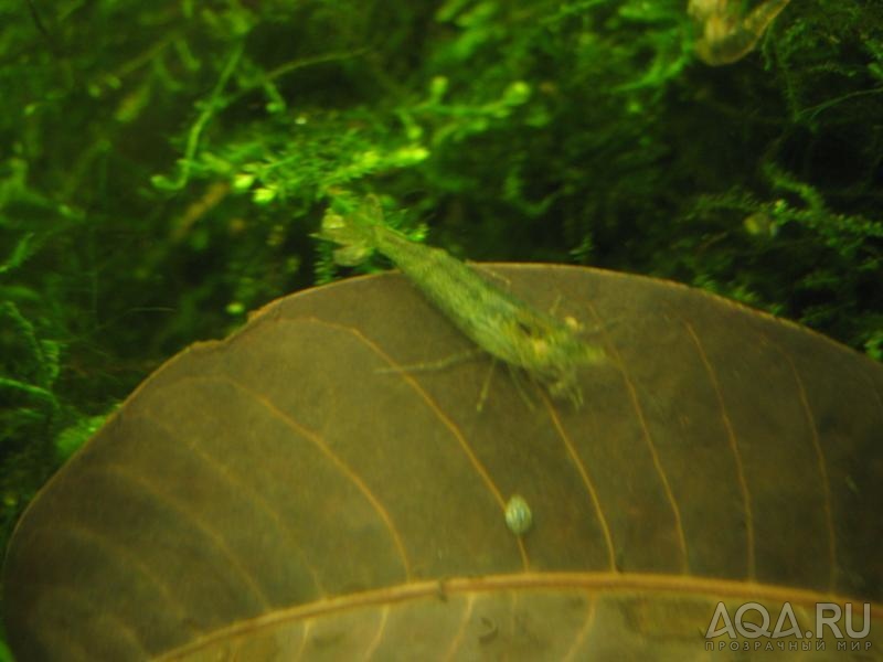 Caridina sulawensis Sp.- Sulawesi Shrimp species