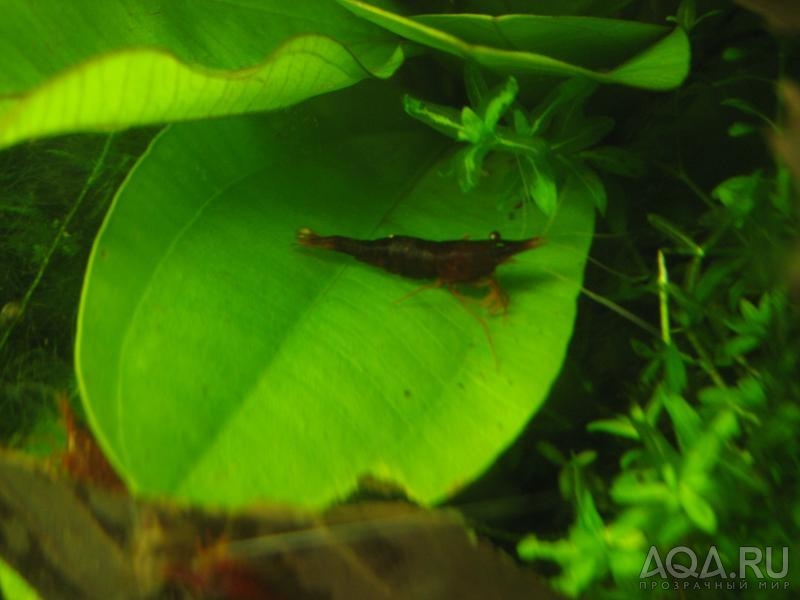 Caridina sulawensis Sp.- Sulawesi Shrimp species