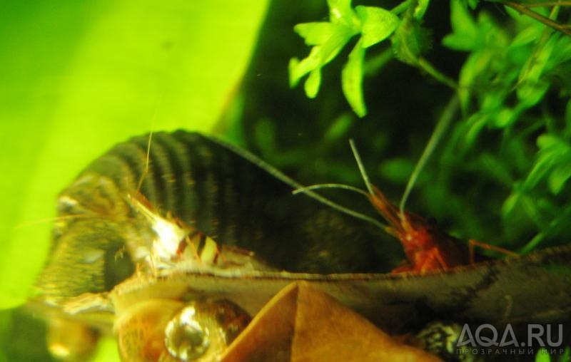 Caridina sulawensis Sp.- Sulawesi Shrimp species