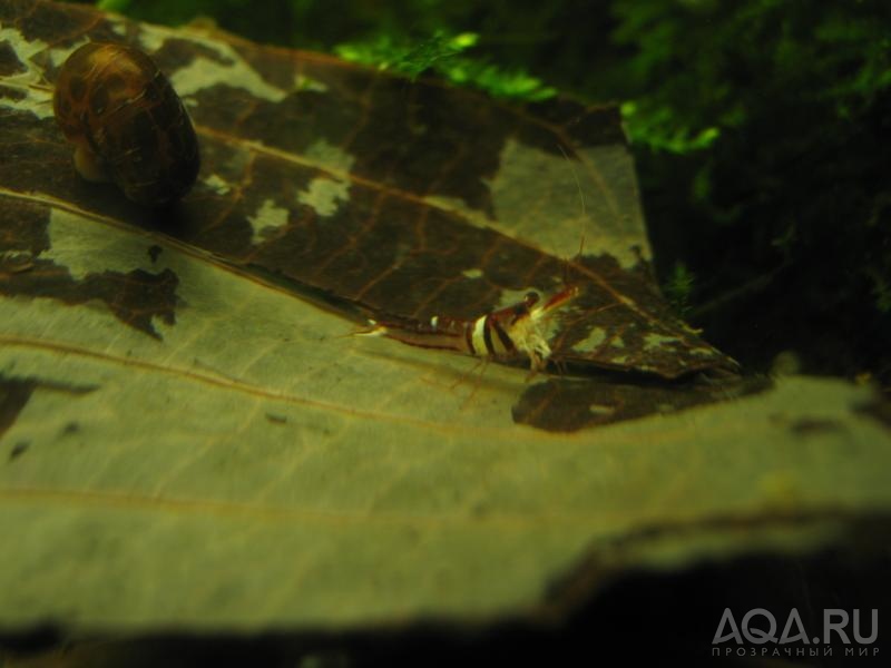 Sulawesi Shrimp species - Harlequin Shrimp