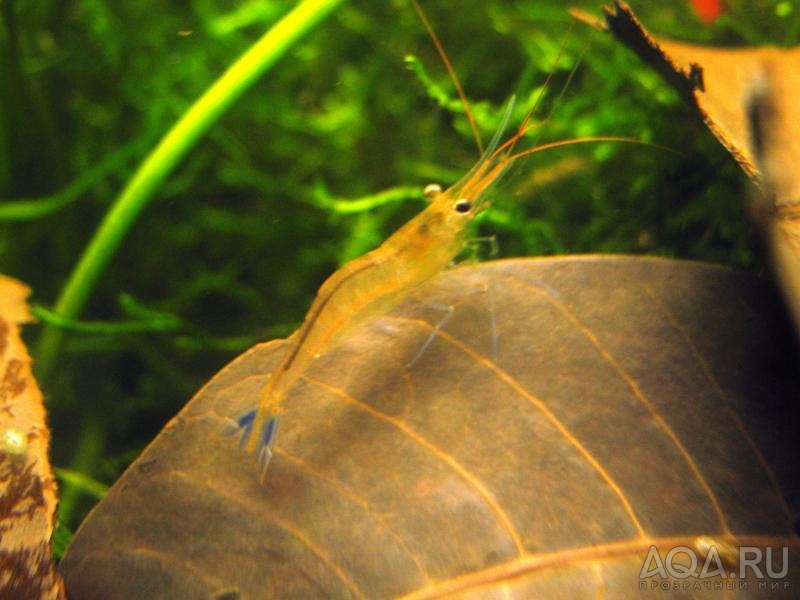 Caridina sulawensis Sp.- - Sulawesi Shrimp species - MADE In INDONESIA - Bee - Павлины - мавлины