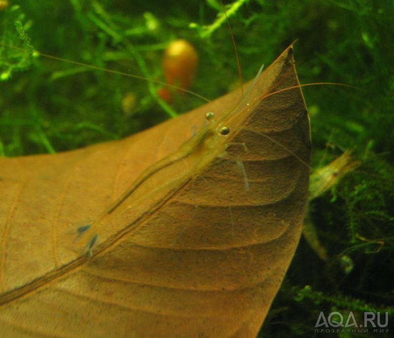 Sulawesi Shrimp species -  Павлины - мавлины