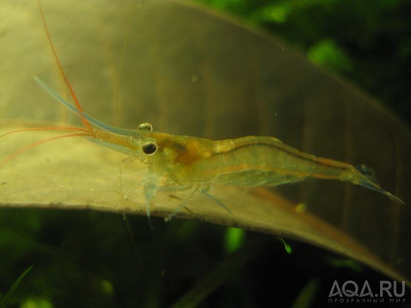 Caridina sulawensis Sp.-  - Sulawesi Shrimp species  - Павлины - мавлины