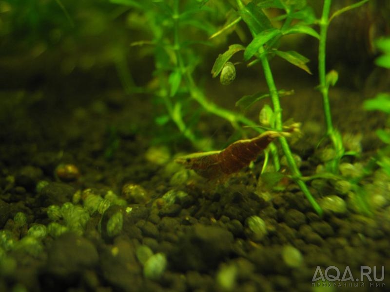 Caridina sulawensis Sp.- Sulawesi Shrimp species