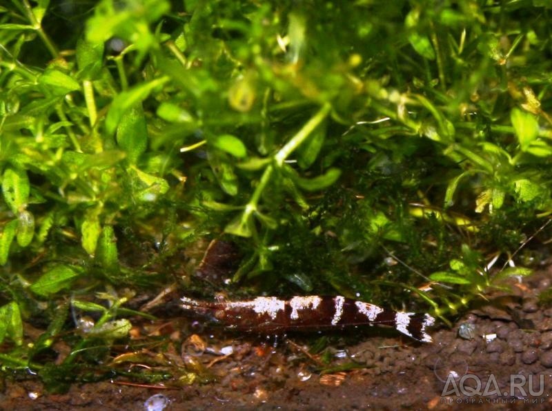 Caridina sulawensis Sp.- Sulawesi Shrimp species