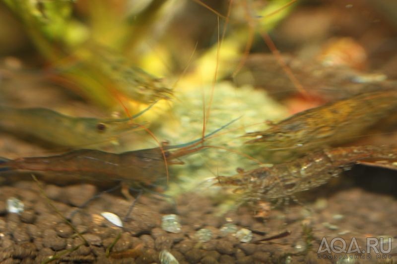 Caridina sulawensis Sp.- Sulawesi Shrimp species