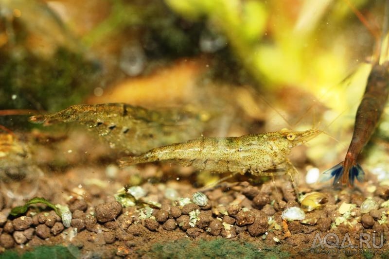 Caridina sulawensis Sp.- Sulawesi Shrimp species