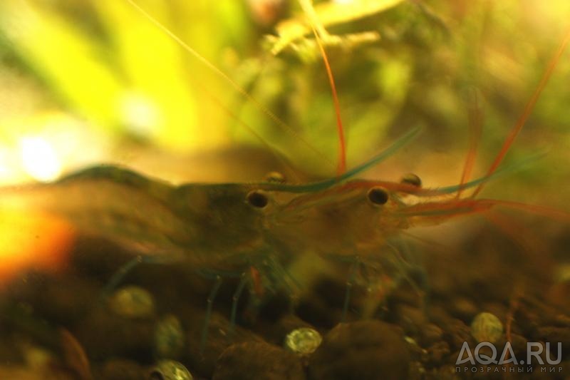 Sulawesi Shrimp species  - Павлины - мавлины