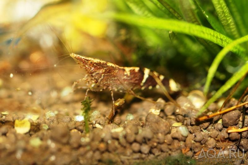 Caridina sulawensis Sp.- Sulawesi Shrimp species - Бабаулти?