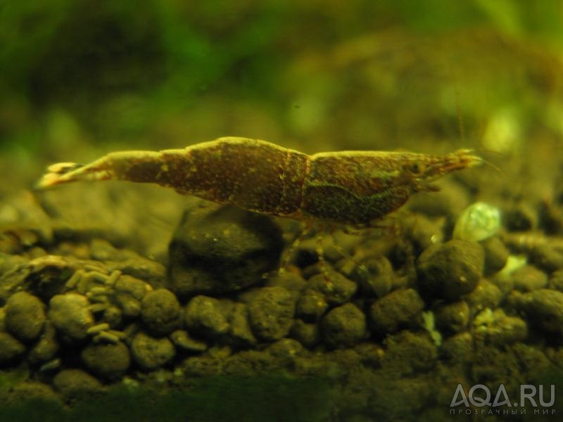 Caridina sulawensis Sp.- Sulawesi Shrimp species