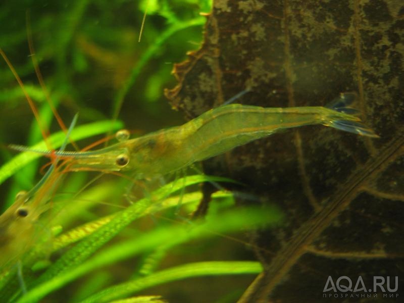 Caridina sulawensis Sp.- Sulawesi Shrimp species