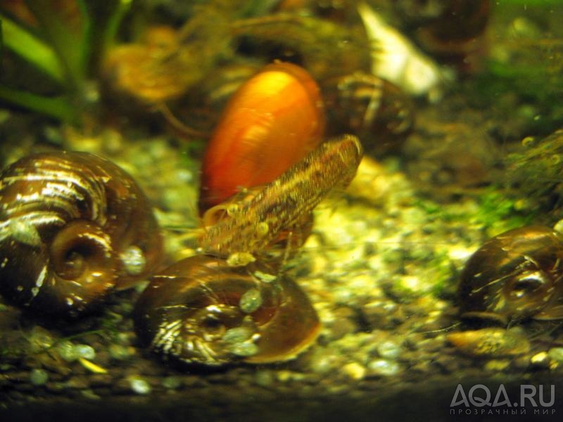 Caridina sulawensis Sp.- Sulawesi Shrimp species