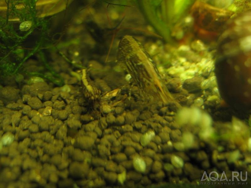 Caridina sulawensis Sp.- Sulawesi Shrimp species