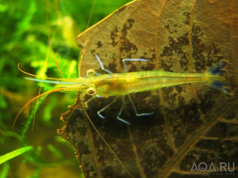 Caridina sulawensis Sp.- Sulawesi Shrimp species