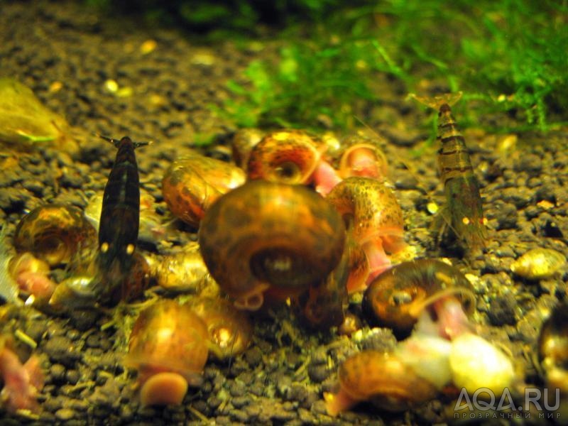 Black Tiger Shrimp with Orange Eyes