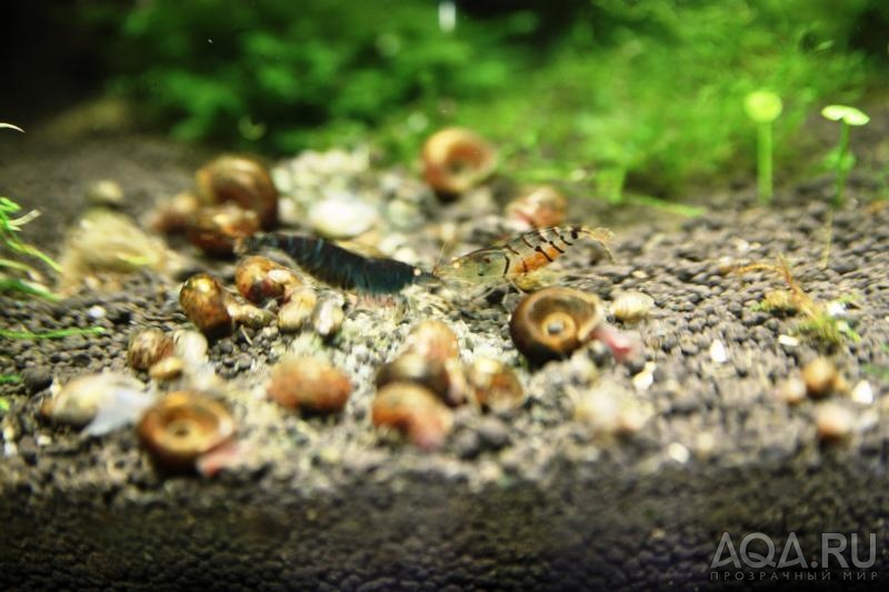 Black Tiger Shrimp with Orange Eyes - Blue Tiger Shrimp