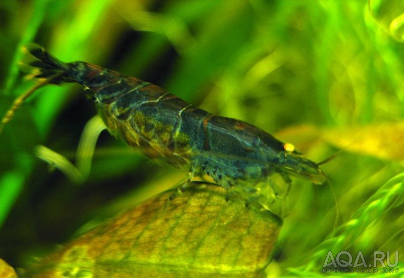 Blue Tiger Shrimp