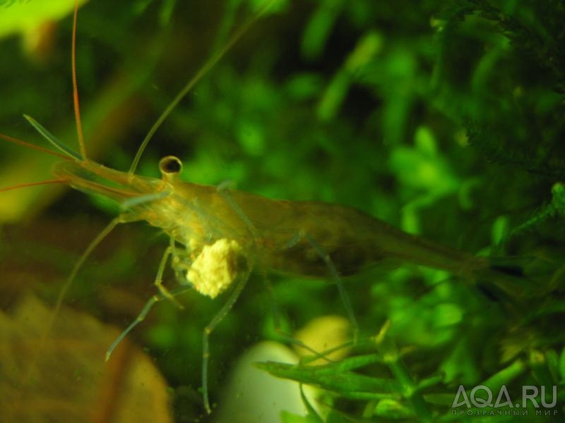 Sulawesi Shrimp species - Caridina Ensifera - Павлины - БЕРЕМЕННЫЕ!!!!!