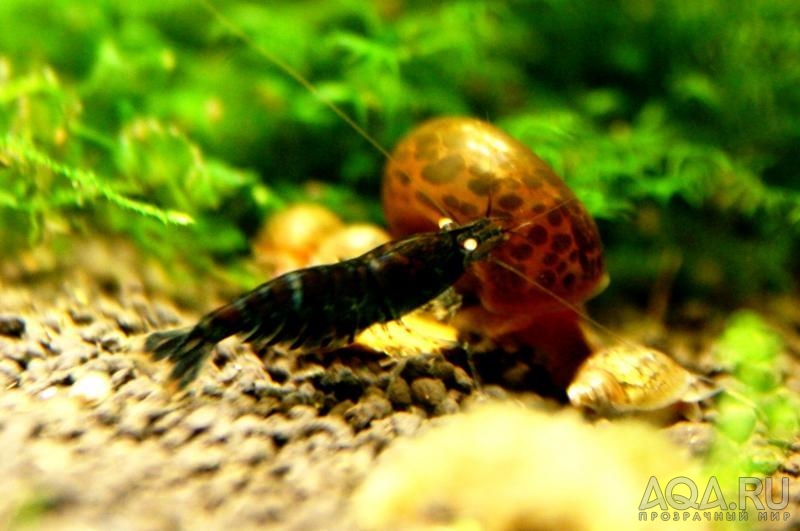 Dark Blue Tiger Shrimp