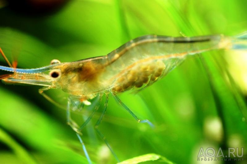 Sulawesi Shrimp species - Caridina Ensifera -