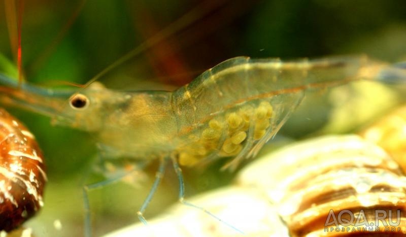 Sulawesi Shrimp species - Caridina Ensifera -