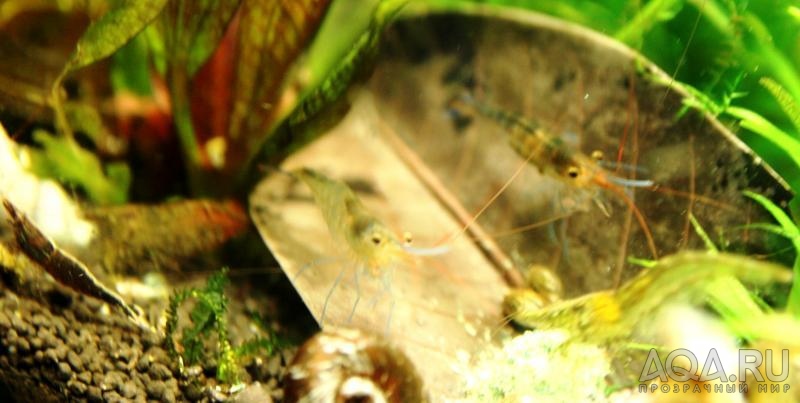 Sulawesi  shrimp - тусовка