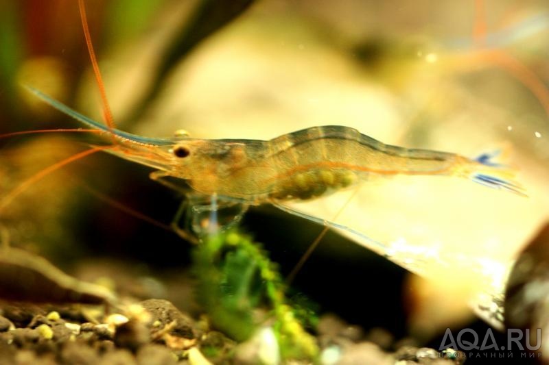 Sulawesi Shrimp species - Caridina Ensifera -