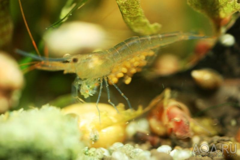 Sulawesi Shrimp species - Caridina Ensifera - Павлины - БЕРЕМЕННЫЕ!