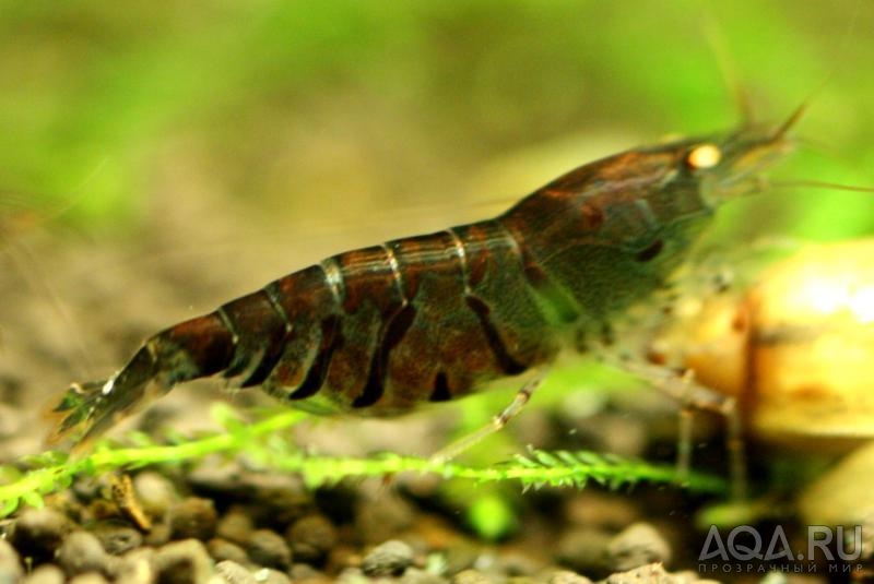 Blue Tiger Shrimp - Orange Eyes