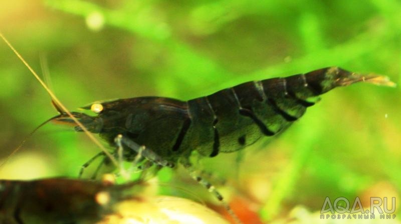 Black Tiger Shrimp with Orange Eyes