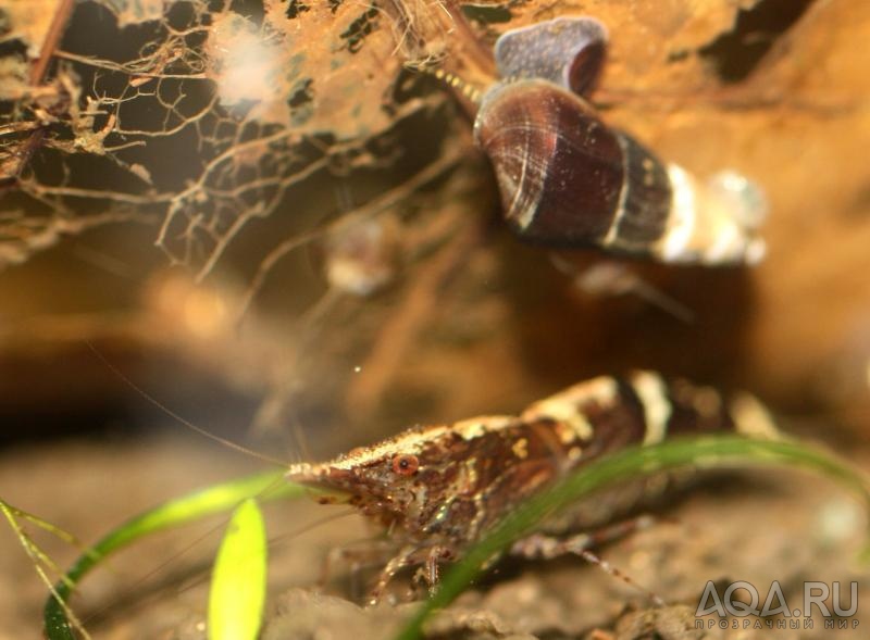 Caridina Sp Honey Bee ; Chocolate poso snail