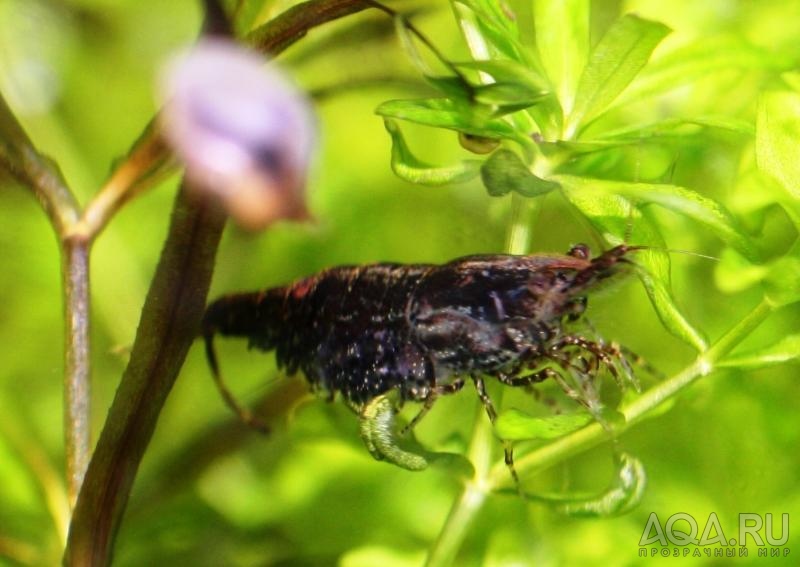 Sulawesi  shrimp - беременная!