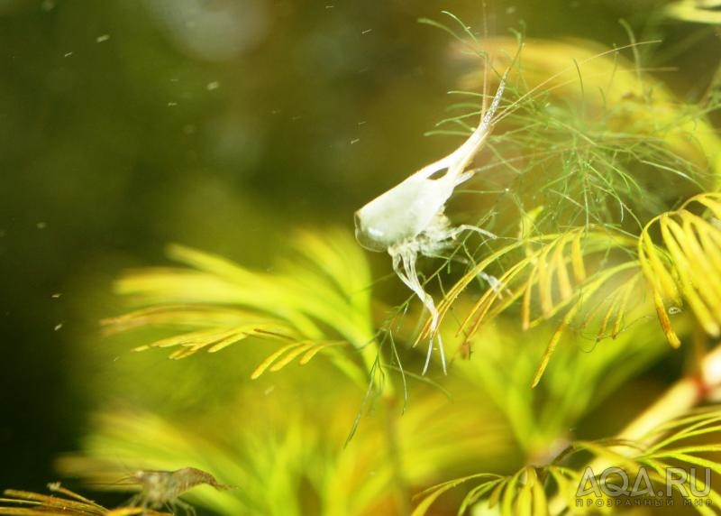 Sulawesi Shrimp species - Caridina Ensifera - линяла