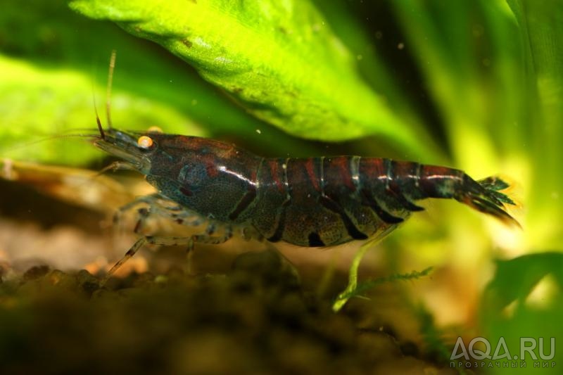 Blue Tiger Shrimp - Orange Eyes