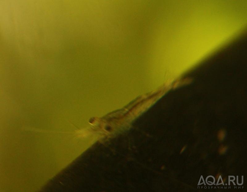 Sulawesi Shrimp species - Caridina Ensifera - baby