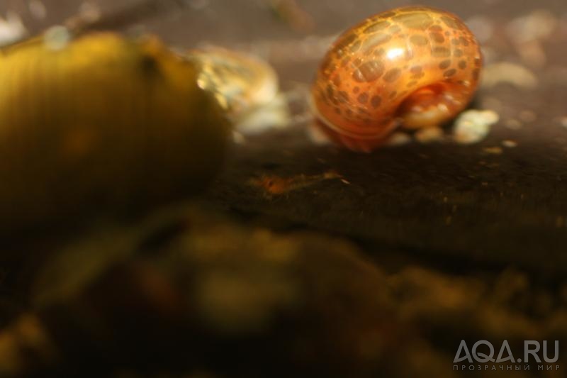 Caridina Ensifera - baby