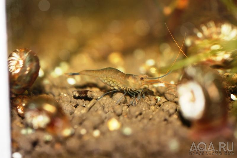 Sulawesi Shrimp species - Caridina Ensifera -