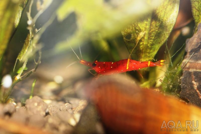 Sulawesi Shrimp species - Caridina Sp Yellow Cheek Red Bee Shrimp