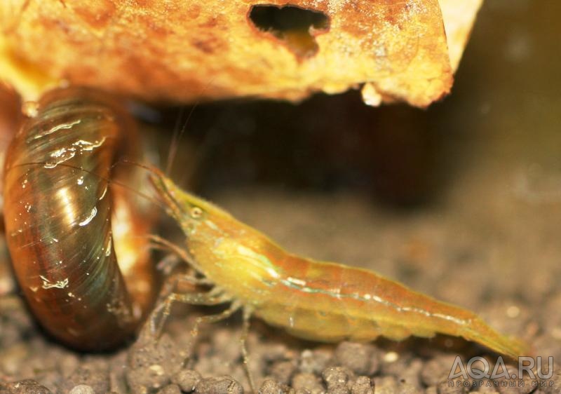 Caridina Babaulti sp 