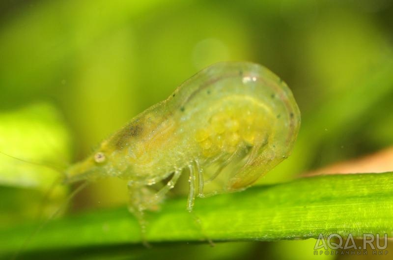 Caridina Babaulti sp 