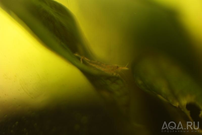 Sulawesi Shrimp species - Caridina Ensifera - малыш подрастает.