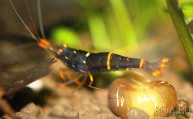 Sulawesi Shrimp species -  Caridina Sp Yellow Cheek Red Bee