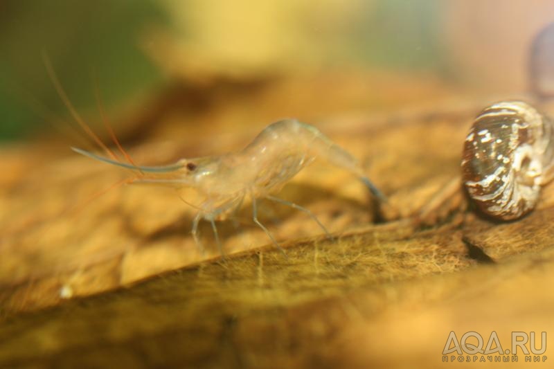 Sulawesi  Caridina Ensifera откладывает яйца