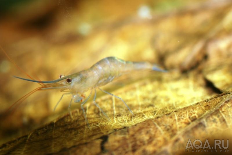 Sulawesi  Caridina Ensifera откладывает яйца