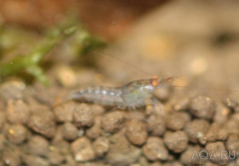 Blue Tiger Shrimp - Orange Eyes - малыши