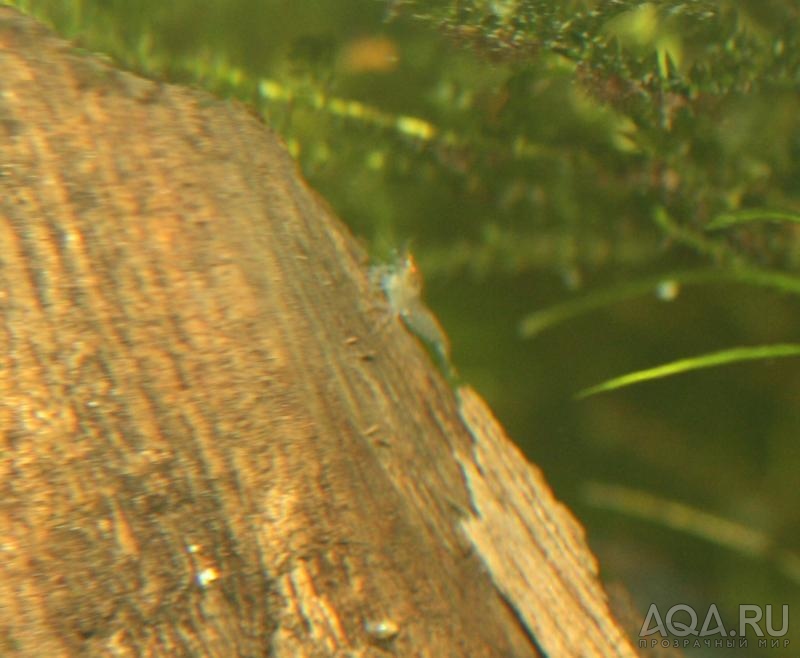 Blue Tiger Shrimp - Orange Eyes - малыши