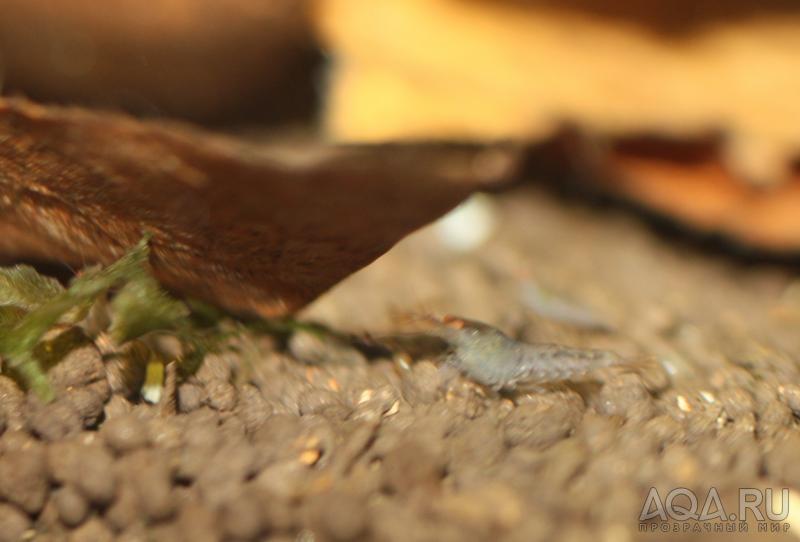 Blue Tiger Shrimp - Orange Eyes - малыши