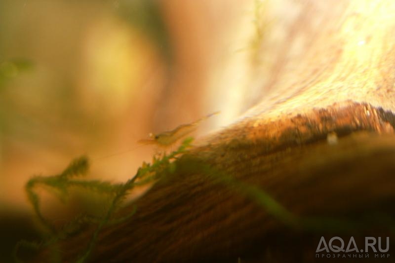 Sulawesi  Caridina Ensifera креветенок